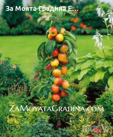 Мини дръвчета - Овошки, снимка 2 - Градински цветя и растения - 53619368