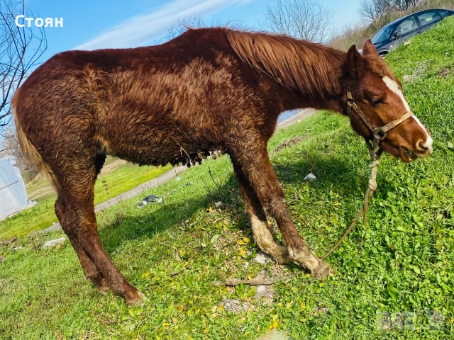 Мъжко конче хафлингер, снимка 2 - Коне - 53044006