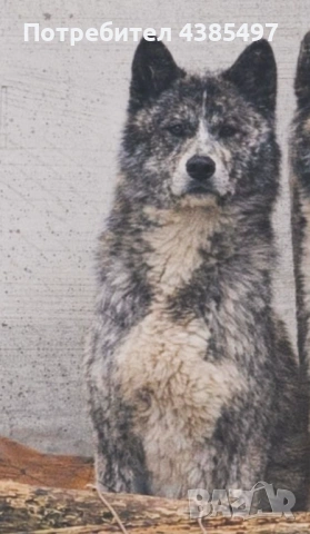 Акита Ину FCI женска