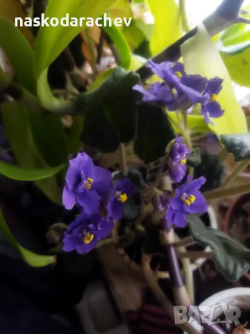 Теменужка, теменужки, сенполия синя, син цвят, снимка 18 - Стайни растения - 48091843