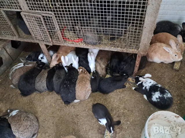 Продавам зайци , снимка 5 - Други животни - 49680440