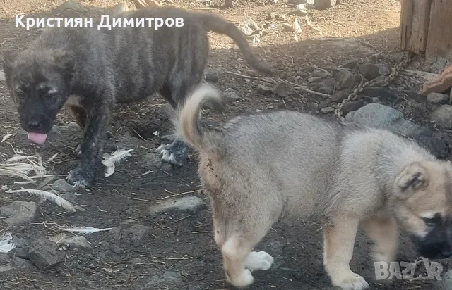 Свободни кутрета 2 момичета , снимка 3 - Кангал - 55997055