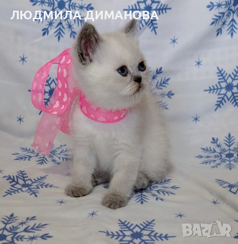 Персийско екзотично момиче. , снимка 14 - Персийска - 52883045