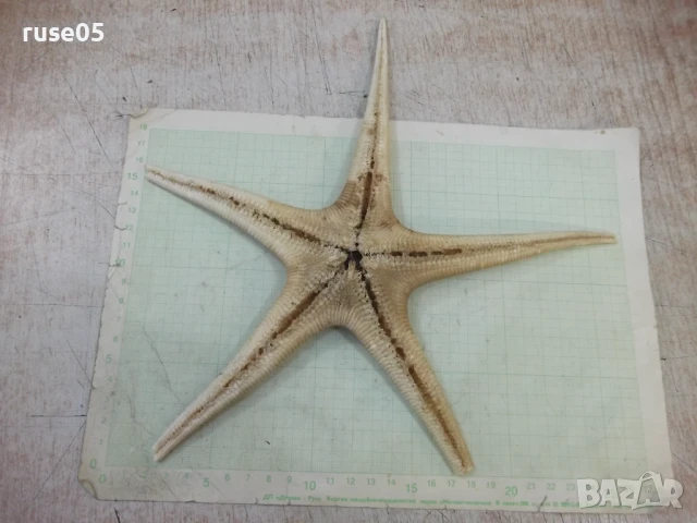 Звезда морска - 7