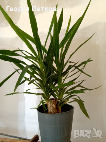 Палма Юка стайна. 