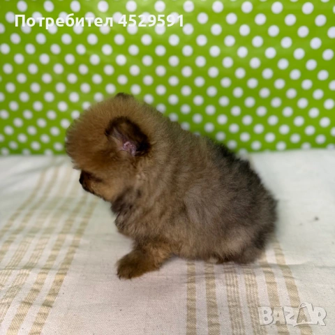 Померан померани померанчета Мини померан мини померани, снимка 6 - Померан - 53490878
