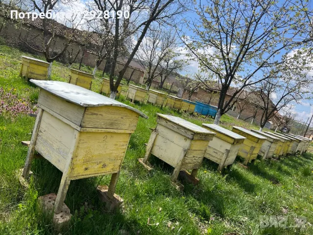 пчеларски кошери, снимка 3 - За пчели - 49845812