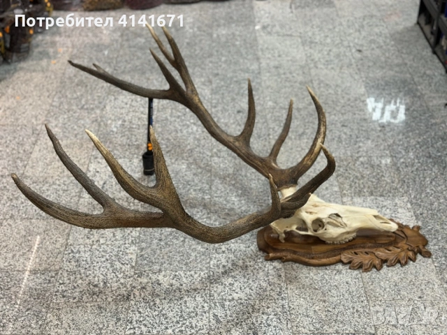 Еленово рога с череп и дърворезба, снимка 2 - Декорация за дома - 53513441