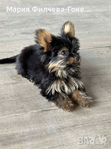 Момиче Йоркширски териер  , снимка 1