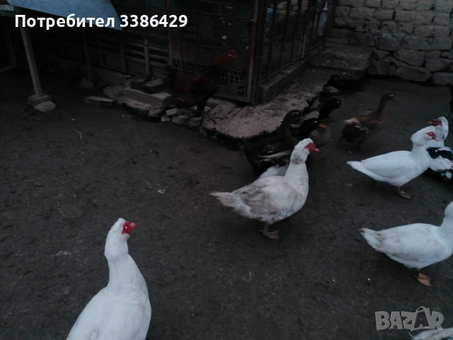  неми патици, снимка 8 - Патици и гъски - 48423171
