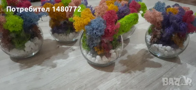 Стъклени кашпи със скандинавски мъх 