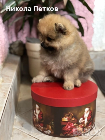 Померан , снимка 3 - Померан - 52597695