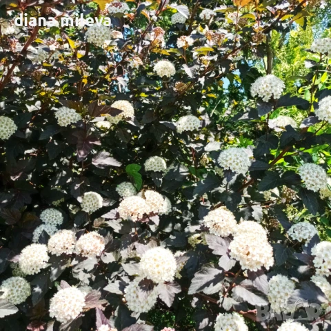 Физокарпус Диабло, Physocarpus Opulifolius Diablo, снимка 7 - Градински цветя и растения - 45688473