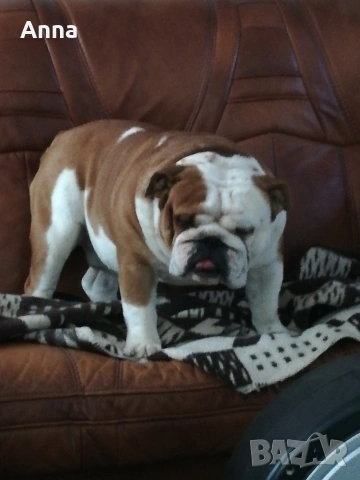 английски мъжки булдог за раэплод, снимка 5 - Английски булдог - 53047924