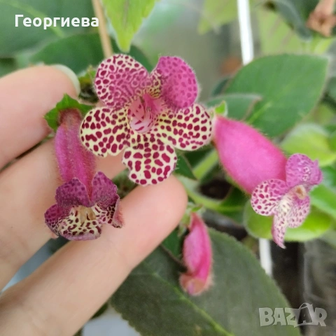 ризоми колерия и ахименес, снимка 6 - Стайни растения - 53291033