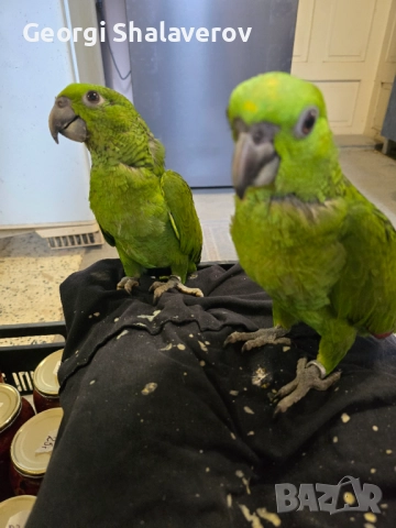 Продавам ръчно хранени бебета Жълтоврата Амазона , снимка 2 - Папагали - 51804240