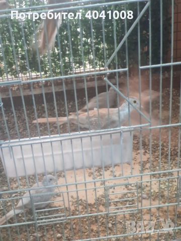 Диамантени гугутки , снимка 5 - Гълъби - 52350681