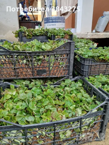 Продавам разсад ягоди , снимка 5 - Сортови семена и луковици - 49732680