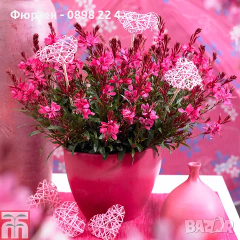 Гаура (Gaura lindheimeri), снимка 12 - Разсади - 55968627