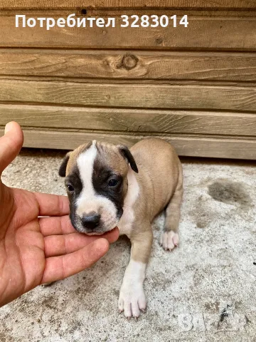 Питбул. Pitbull, снимка 4 - Питбул - 55890966