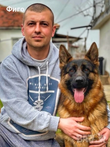 Немски Овчарки, снимка 7 - Немска овчарка - 52510625