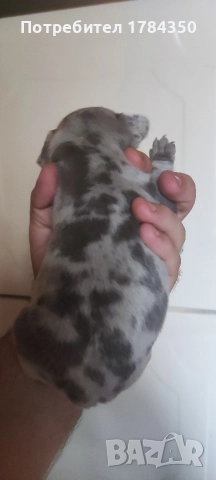 Френски Булдог Мерле, снимка 5 - Френски булдог - 52585070