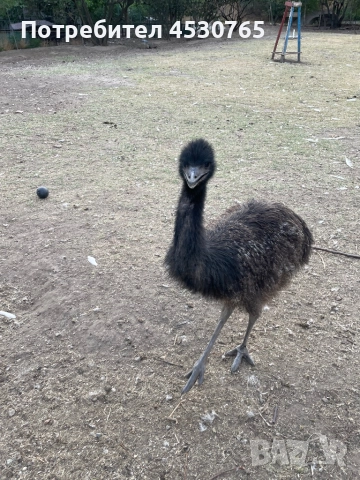 6 месечни Ему, снимка 1