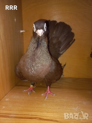 Варненски Гълъби, снимка 4 - Гълъби - 52517436