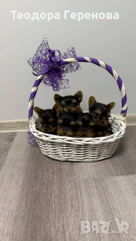 Йоркширски териер, снимка 7 - Други - 53437838