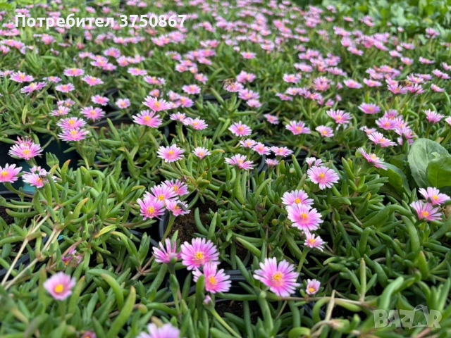 🌿🌸 Делосперма/Delosperma, снимка 3 - Градински цветя и растения - 52373549