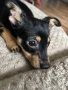 Продавам мъжко пинчер на 4 месеца, снимка 3