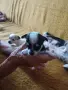 мини пинчер пинчери, снимка 4