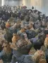 Кокошки Супер Харко , снимка 1