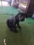 Кане Корсо женски , снимка 4