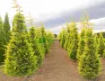 Кипарис Лейланди „Gold Rider“ (Златен ездач) Cupressocyparis leylandii ‘Gold Rider’, снимка 7