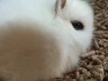 Декоративни зайчета, снимка 4