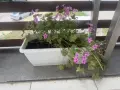 Цветя различни видове 3€-9€, снимка 1