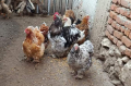 продавам яйца, снимка 1 - Кокошки и пуйки - 44620866
