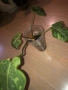 Philodendron Gloriosum Snow Leopard , снимка 2