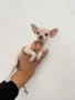 Чихуахуа Chihuahua mini, снимка 1