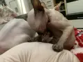 Канадски Сфинкс момиче, снимка 5