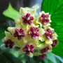 Hoya polyneura,Хоя полинеура, снимка 5