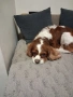 Продавам кучета порода, Кавалер Кинг Чарлсшпаньол. С паспорт и имунизаций. на два месеца са!, снимка 5