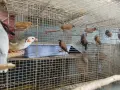 различни видове птици , снимка 8