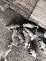 Продавам Чистокръвни Кангалчета, снимка 4