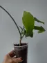 Епифилум, epiphyllum oxypetalum, снимка 4