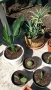 кактуси.алое,дебелец цена за всички, снимка 2