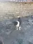 Продавам каракачанско куче , снимка 1