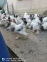 петлета колумбийска брама , снимка 7