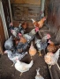 Домашни Кокошки и пилета , снимка 4